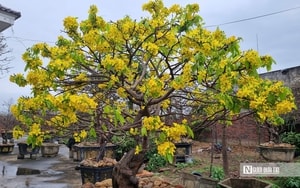 Mang thứ như "khúc củi khô" đi bán anh nông dân "đút túi" ngay 107 triệu đồng - Ảnh 3.