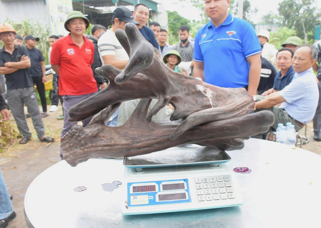 Mang thứ như "khúc củi khô" đi bán anh nông dân "đút túi" ngay 107 triệu đồng - Ảnh 2.
