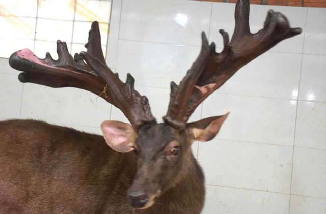 Mang thứ như "khúc củi khô" đi bán anh nông dân "đút túi" ngay 107 triệu đồng - Ảnh 1.