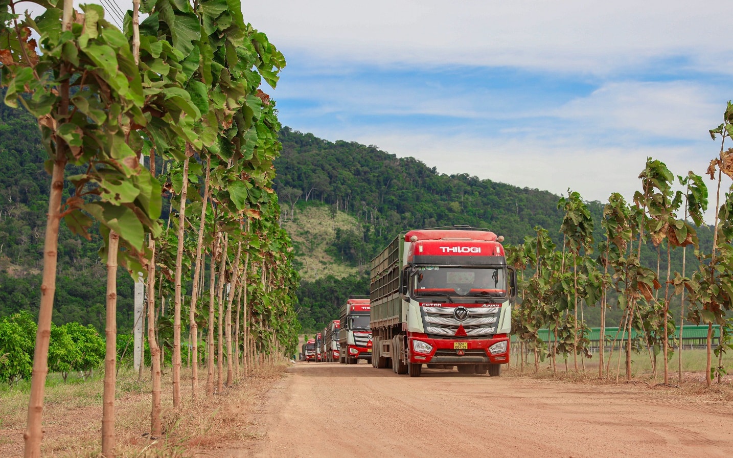 THILOGI tối ưu giải pháp chuỗi lạnh cho trái cây tươi xuất khẩu - Ảnh 4.