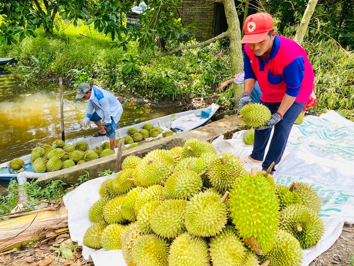 Giá sầu riêng giảm mạnh 2026: Nhà vườn vẫn có lãi nhờ bán trước - Ảnh 1.