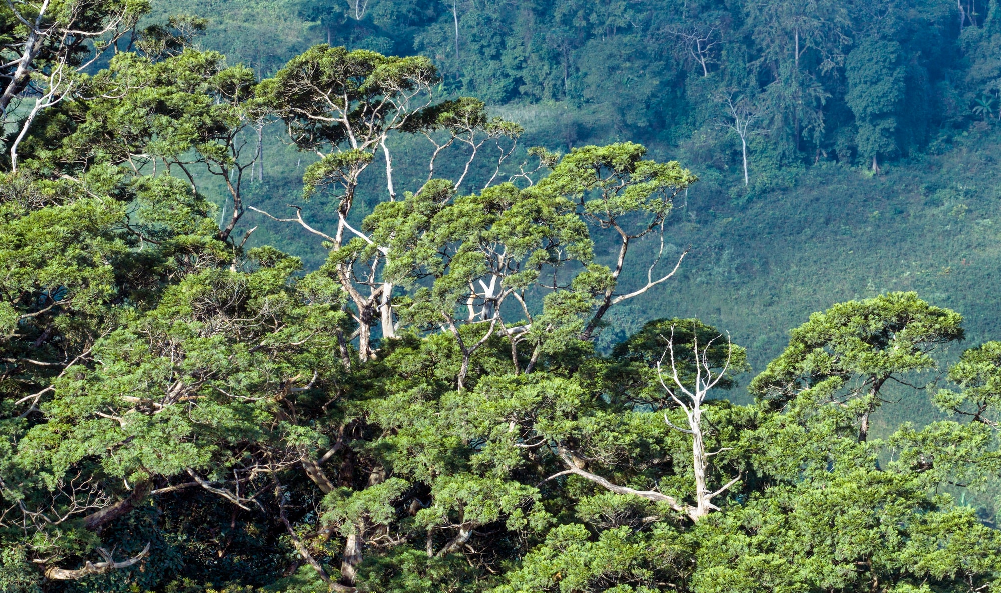 Bí ẩn hang động lưu dấu tích tộc người Arem và rừng cổ quý hiếm- Ảnh 9. Bí ẩn hang động lưu dấu tích tộc người Arem và rừng cổ quý hiếm- Ảnh 9.