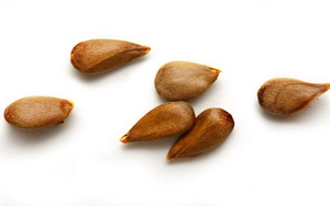 Đừng chỉ ăn quả, vỏ loại cây này cũng quý như "nhân sâm người nghèo" - Ảnh 5.