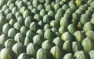 Đừng chỉ ăn quả, vỏ loại cây này cũng quý như "nhân sâm người nghèo" - Ảnh 7.