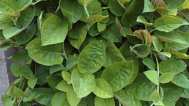 Loại lá mọc dại bờ rào được xem là "bảo bối" cho hệ tiêu hóa - Ảnh 1.