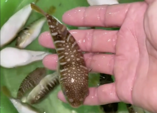 3 người nhập viện, Bộ Y tế khuyến cáo tuyệt đối không sử dụng cá nóc làm thực phẩm- Ảnh 1. 3 người nhập viện, Bộ Y tế khuyến cáo tuyệt đối không sử dụng cá nóc làm thực phẩm- Ảnh 1.