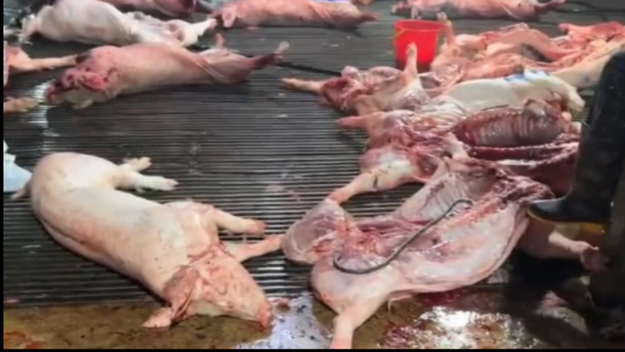 Thủ tướng chỉ đạo kiểm soát giết mổ heo bệnh: Ngăn chặn khủng hoảng an toàn thực phẩm - Ảnh 1.