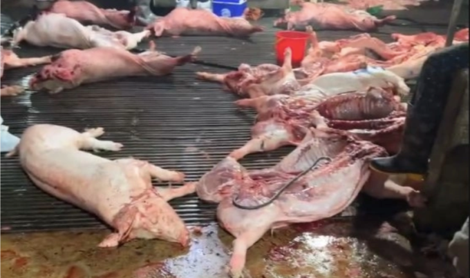 Bên trong lò mổ, nơi bị công an phát hiện. Ảnh:Công an Hà Nội