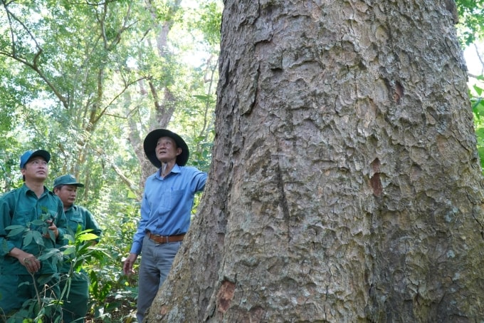 Rừng lim hơn 100 năm tuổi ở thôn Mỹ Thạnh 1, xã Hàm Thạnh, tỉnh Lâm Đồng. Ảnh: Việt Quốc