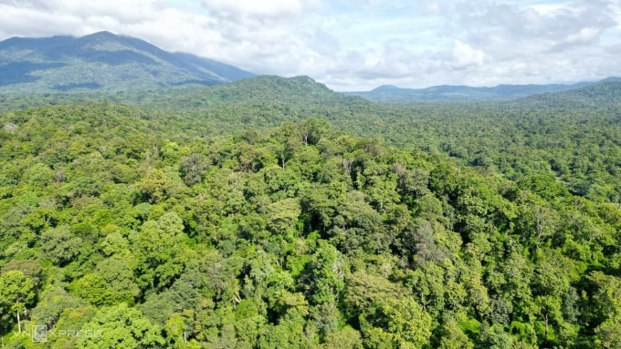 Rừng tự nhiên trong Khu bảo tồn Núi Ông, tỉnh Lâm Đồng. Ảnh: Việt Quốc