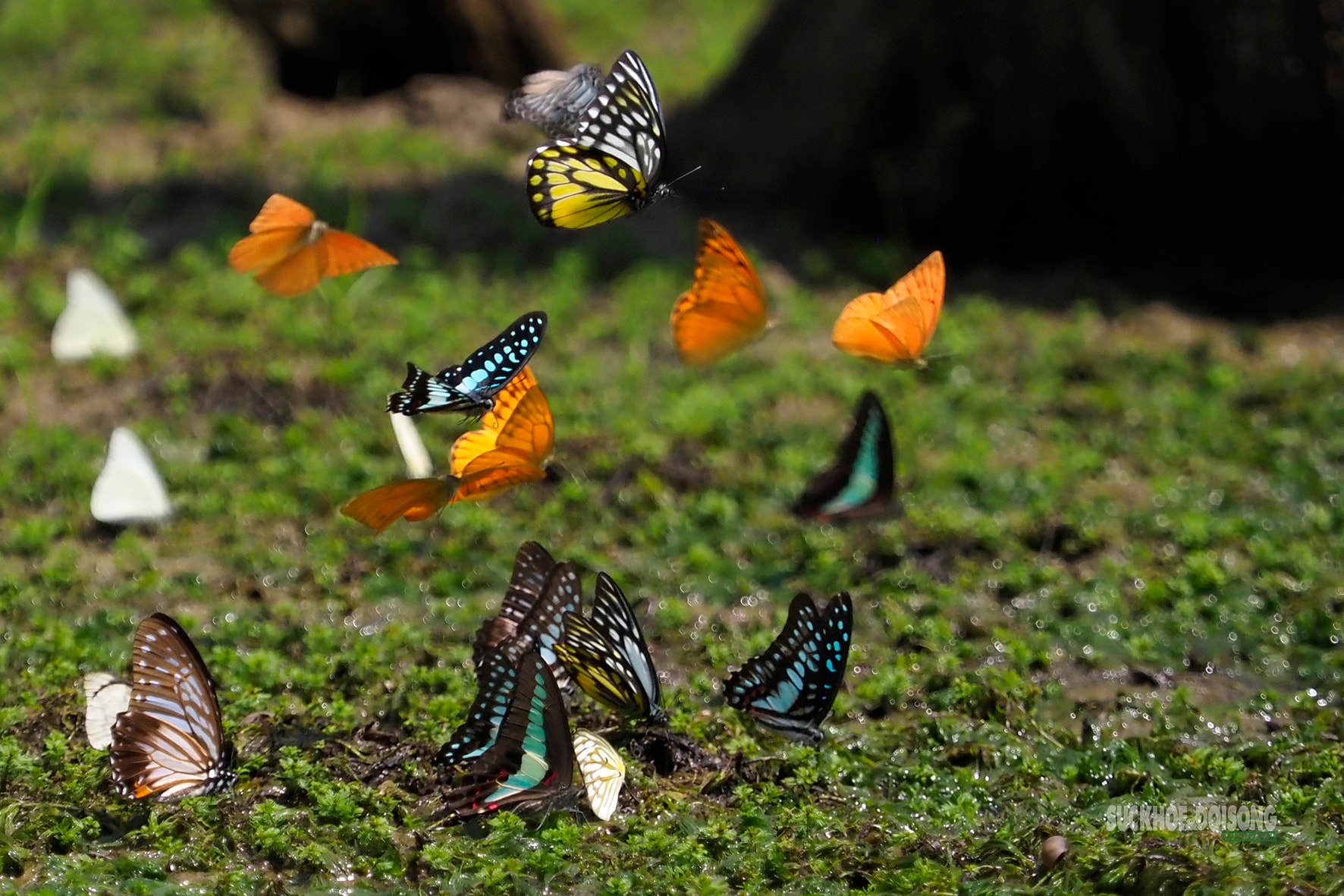 Mùa bướm ở Cúc Phương đến sớm, hút khách tham quan- Ảnh 6.