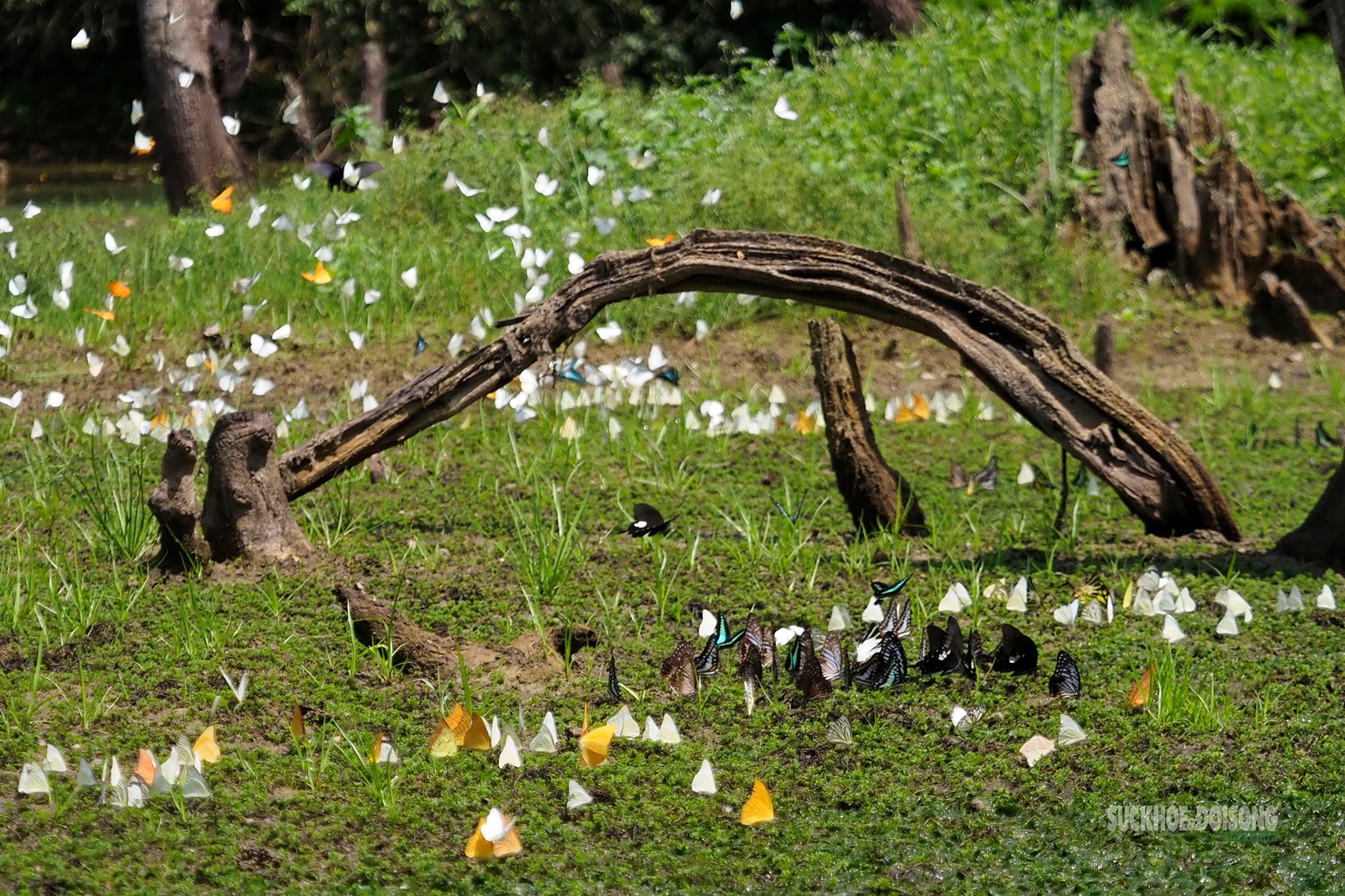 Mùa bướm ở Cúc Phương đến sớm, hút khách tham quan- Ảnh 5.