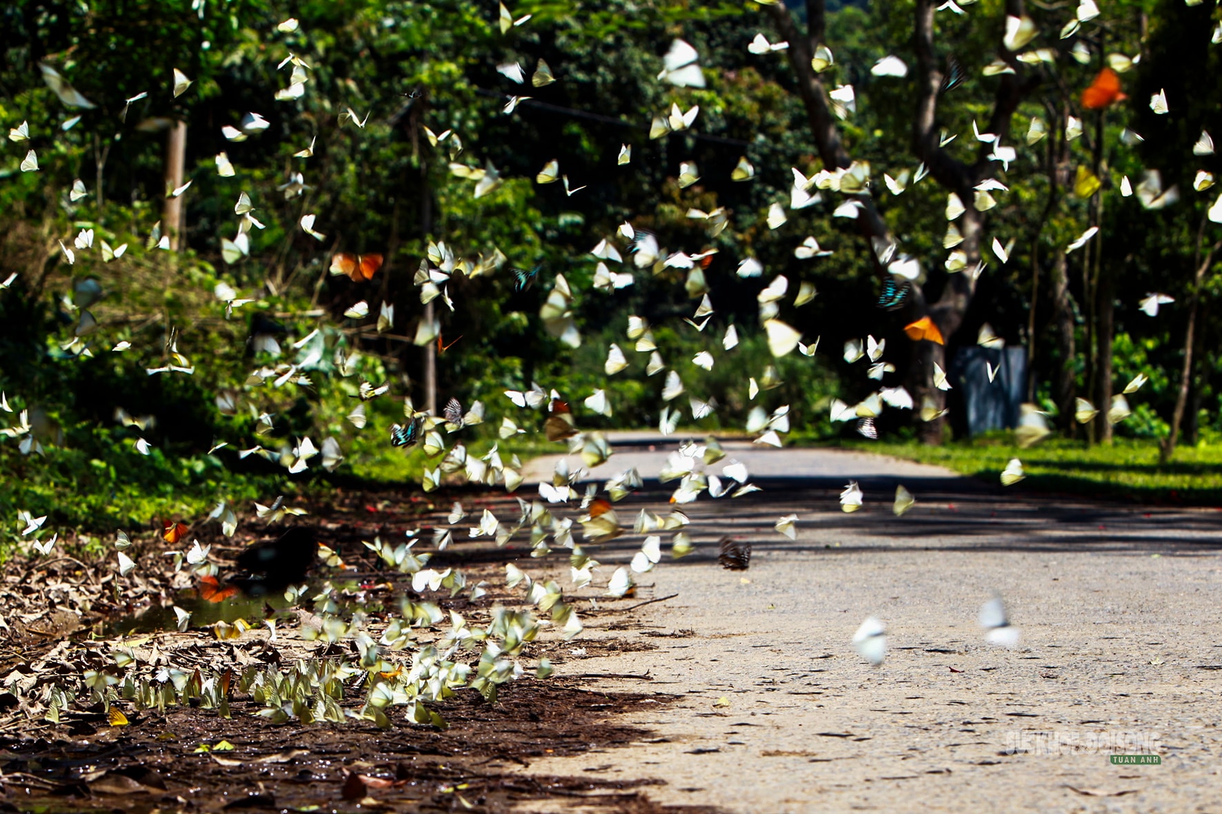 Mùa bướm ở Cúc Phương đến sớm, hút khách tham quan- Ảnh 3.