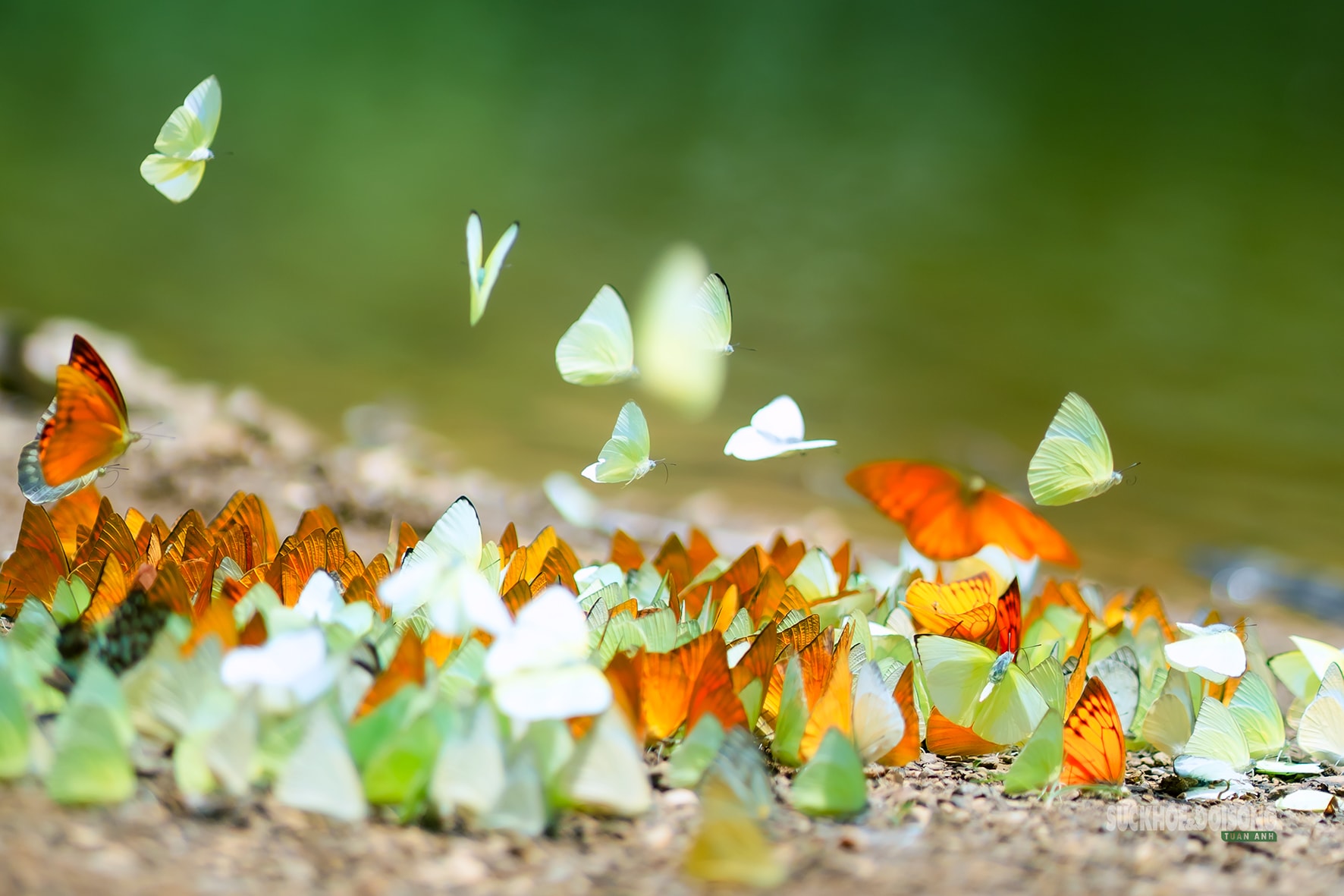 Mùa bướm ở Cúc Phương đến sớm, hút khách tham quan- Ảnh 2.