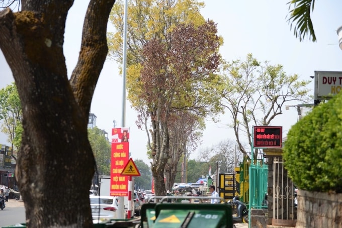 Cây long não trồng trên vỉa hè trước một nhà nghỉ héo khô lá. Ảnh: Hoài Thanh