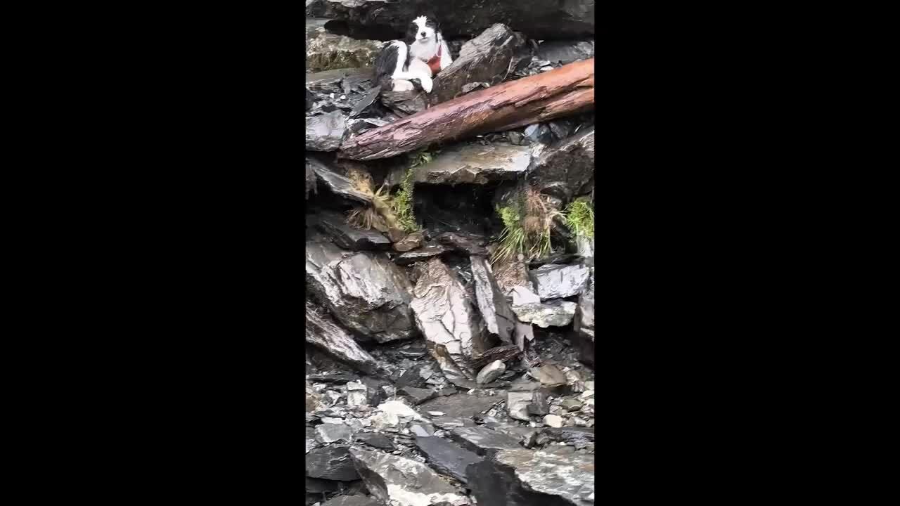 Chó được trực thăng giải cứu nhờ tiền quyên góp