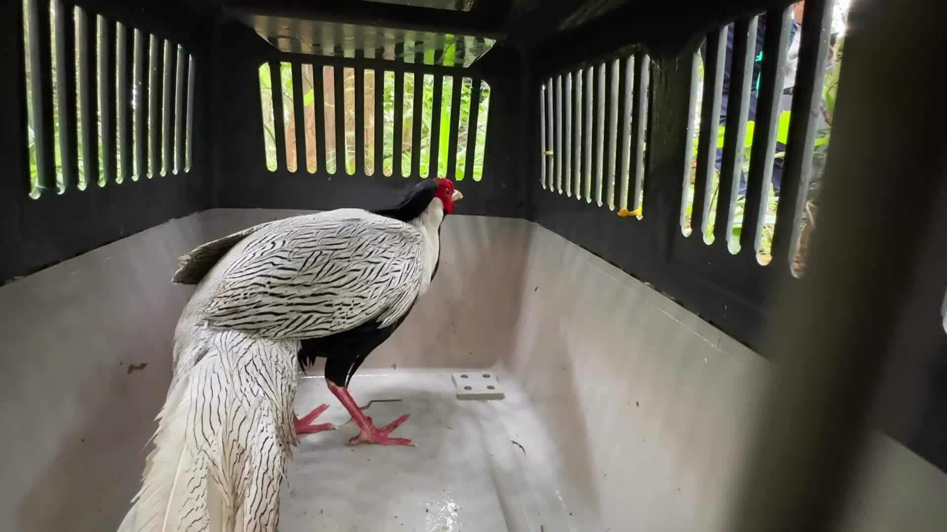 Gần 200 động vật, chim, bò sát quý tái thả về tự nhiên