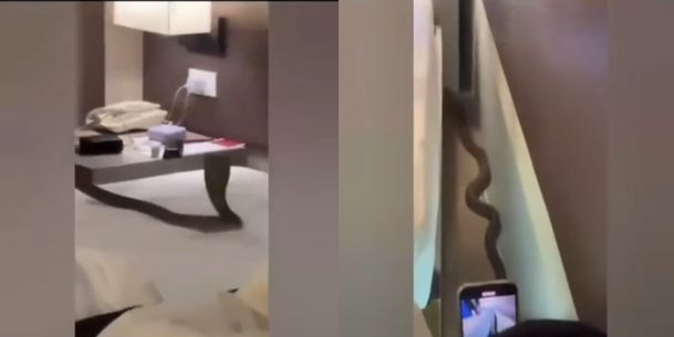 Rủ nhau vào khách sạn, cặp đôi hoảng sợ thấy con vật "đáng sợ" bò trên giường - Ảnh 1.