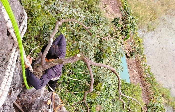 Kiểm lâm bắt giữ hàng trăm cây cảnh muội hồng, phạt tiền cả trăm triệu đồng - Ảnh 2.