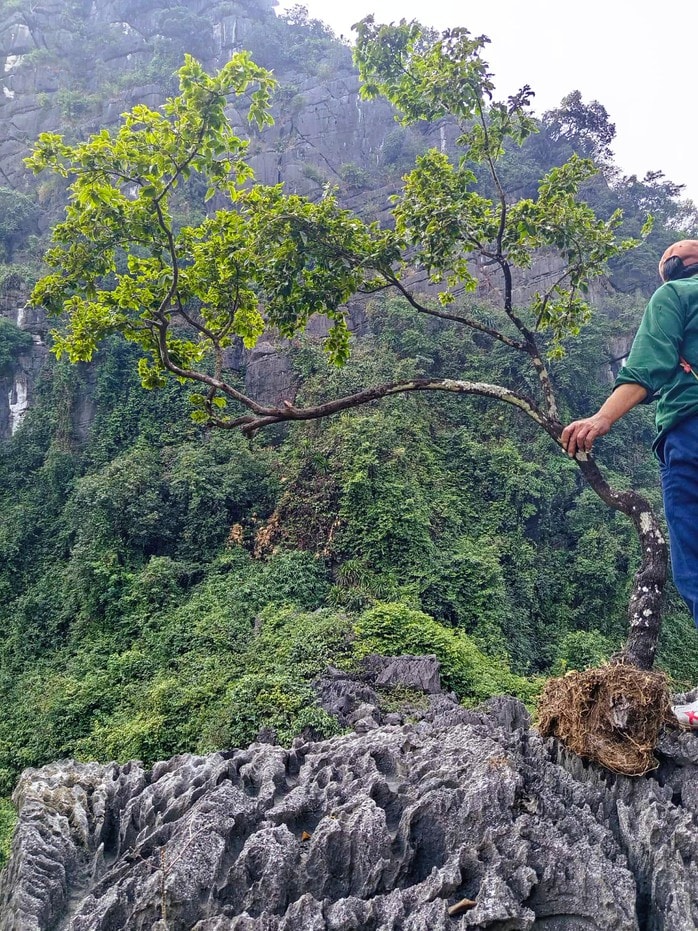 Kiểm lâm bắt giữ hàng trăm cây cảnh muội hồng, phạt tiền cả trăm triệu đồng - Ảnh 1.