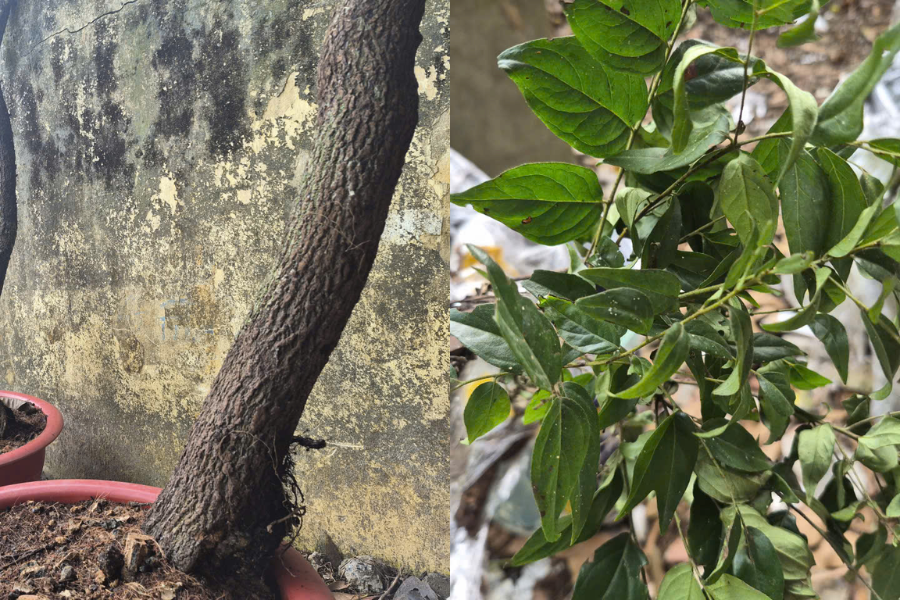 Cây muội hồng hầu như không được sử dụng làm cây cảnh do khó chăm sóc và không có giá trị đặc biệt