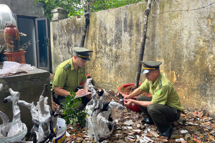 Cơ quan chức năng vào cuộc để điều tra vụ việc thổi giá cây muội hồng trong thời gian gần đây. (Ảnh: Báo Tuổi trẻ)