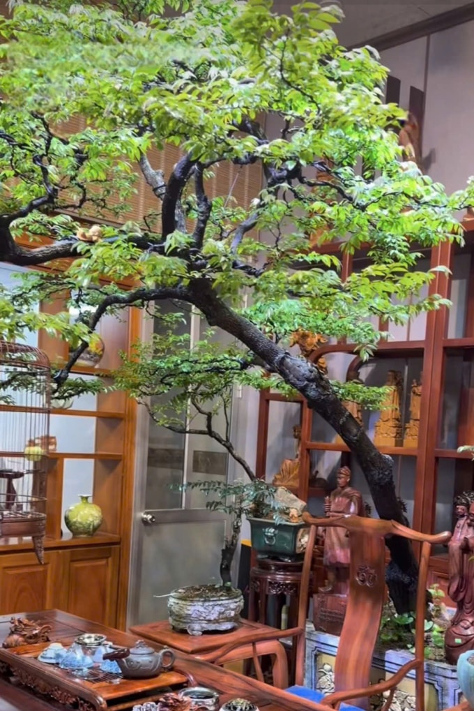 Một cây muội hồng cổ kính được trưng trong phòng trà. Ảnh: Lam Sơn
