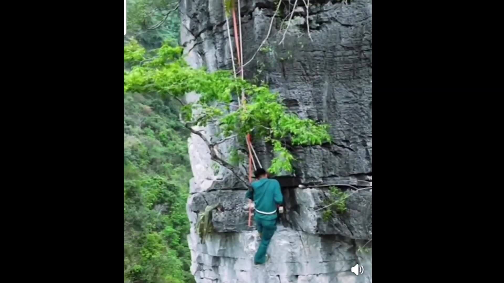 Cơn sốt săn lùng cây muội hồng làm cảnh