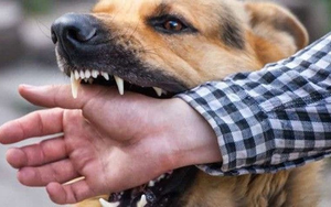 Cụ ông 83 tuổi bị chó béc giê nuôi trong nhà cắn tử vong thương tâm - Ảnh 3.