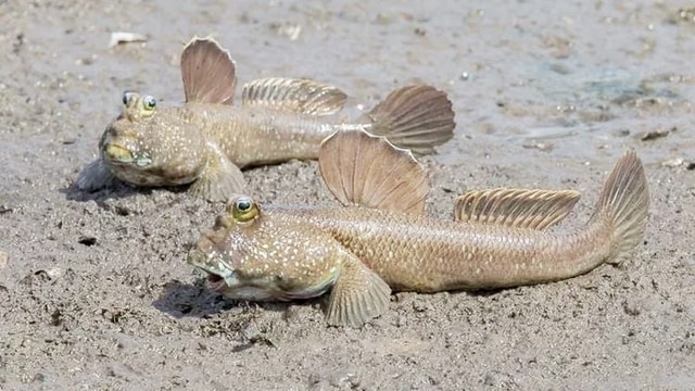 Loại cá biết leo cây, biết chạy nhảy trên cạn, là đặc sản trứ danh miền Tây - Ảnh 1.