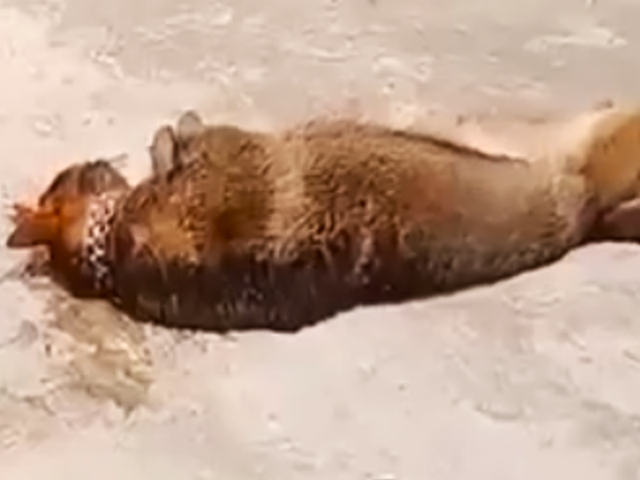 Cụ ông 83 tuổi bị chó béc giê nuôi trong nhà cắn tử vong thương tâm - Ảnh 2.