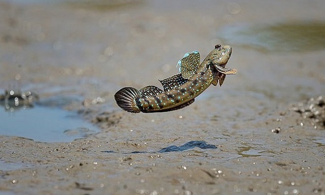 Loại cá biết leo cây, biết chạy nhảy trên cạn, là đặc sản trứ danh miền Tây - Ảnh 5.