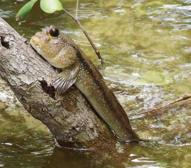 Loại cá biết leo cây, biết chạy nhảy trên cạn, là đặc sản trứ danh miền Tây - Ảnh 4.