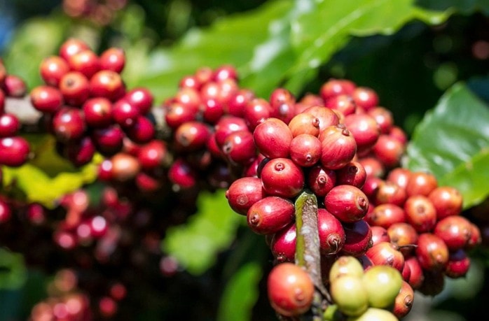 Giá cà phê hôm nay 3 - 4 giảm mạnh , mốc 90 . 000 Đồng / kg lung lay - Ảnh 3.