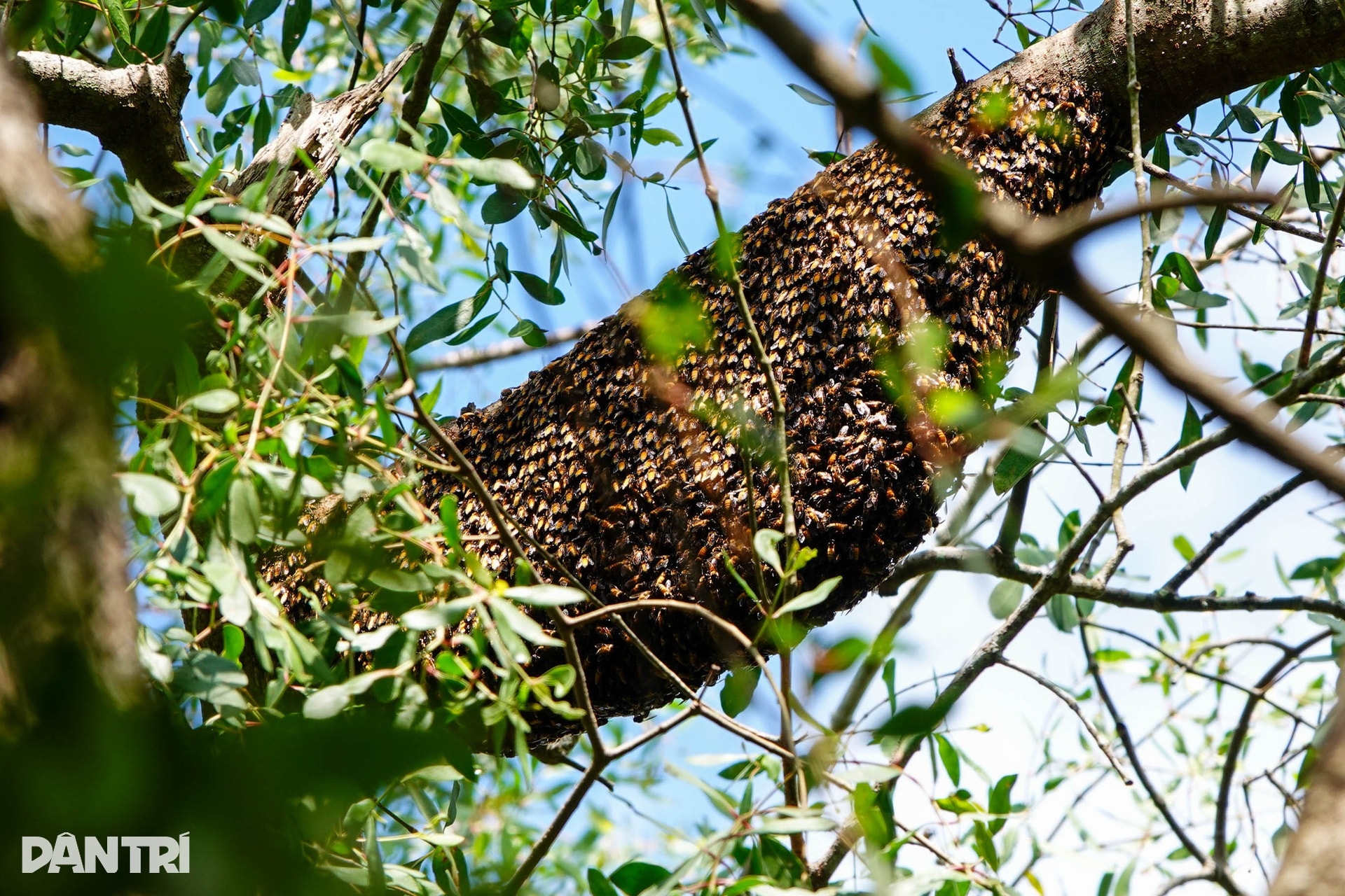 Khám phá đảo khỉ ở khu rừng ngập nước lớn nhất miền Tây - 9