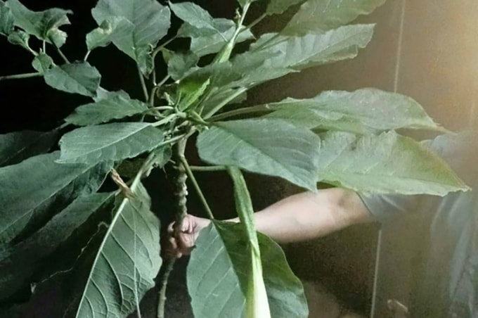 Loài rau mà 3 bệnh nhân hái về làm thực phẩm. Ảnh: Hùng Lê