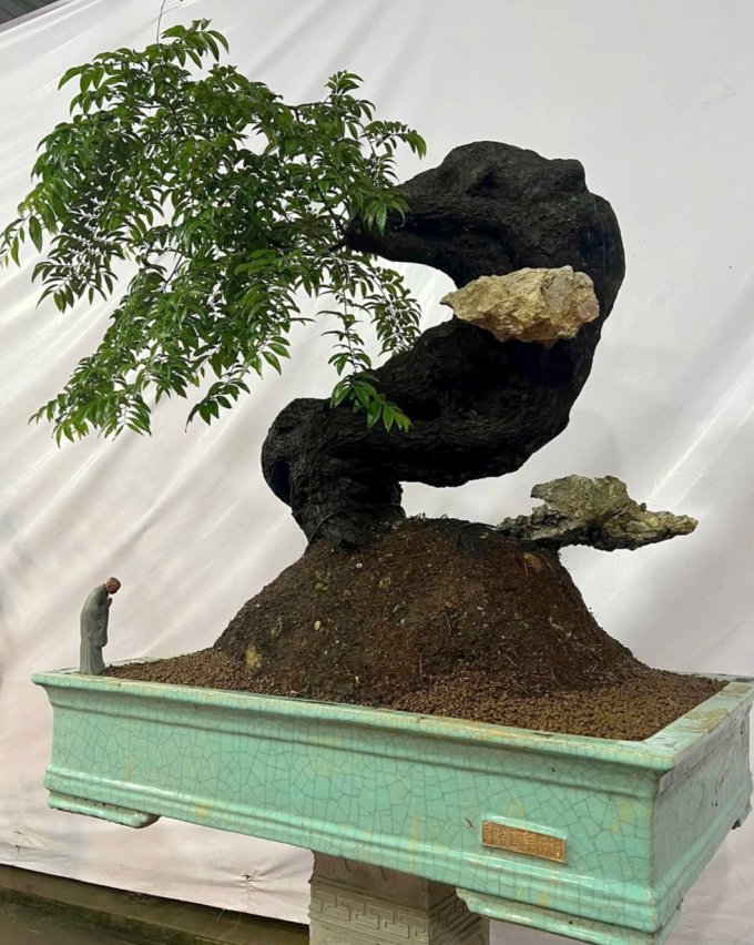 Gốc muội hồng đang được rao bán 150 triệu đồng. Ảnh: Lam Sơn