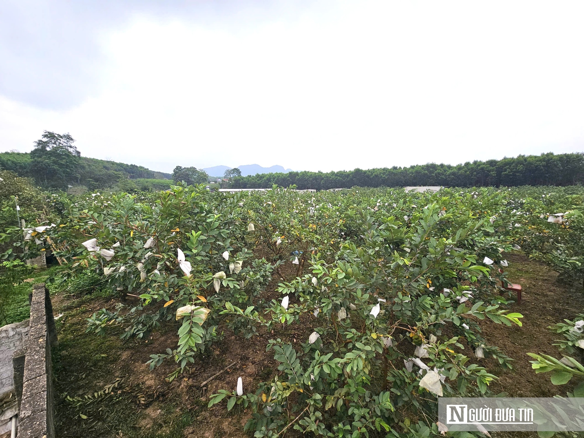 Kỹ sư bỏ việc lương cao ở nước ngoài, về trồng cây ăn quả nhiều VitaminC, phát triển chăn nuôi cho doanh thu tiền tỷ- Ảnh 5. Kỹ sư bỏ việc lương cao ở nước ngoài, về trồng cây ăn quả nhiều VitaminC, phát triển chăn nuôi cho doanh thu tiền tỷ- Ảnh 5.
