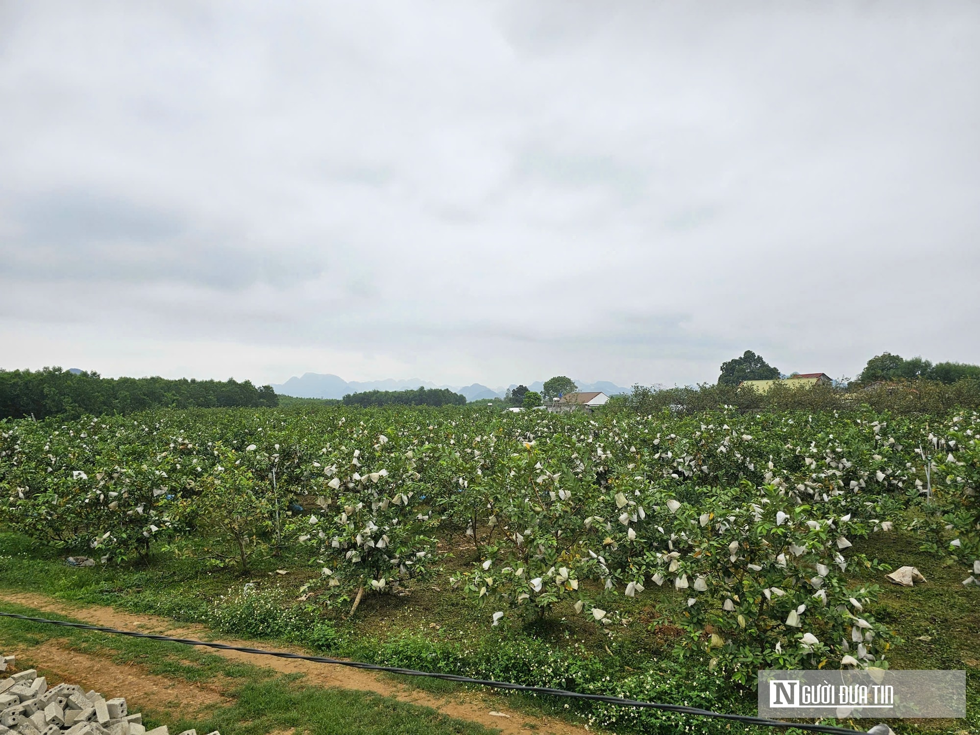 Kỹ sư bỏ việc lương cao ở nước ngoài, về trồng cây ăn quả nhiều VitaminC, phát triển chăn nuôi cho doanh thu tiền tỷ- Ảnh 6. Kỹ sư bỏ việc lương cao ở nước ngoài, về trồng cây ăn quả nhiều VitaminC, phát triển chăn nuôi cho doanh thu tiền tỷ- Ảnh 6.