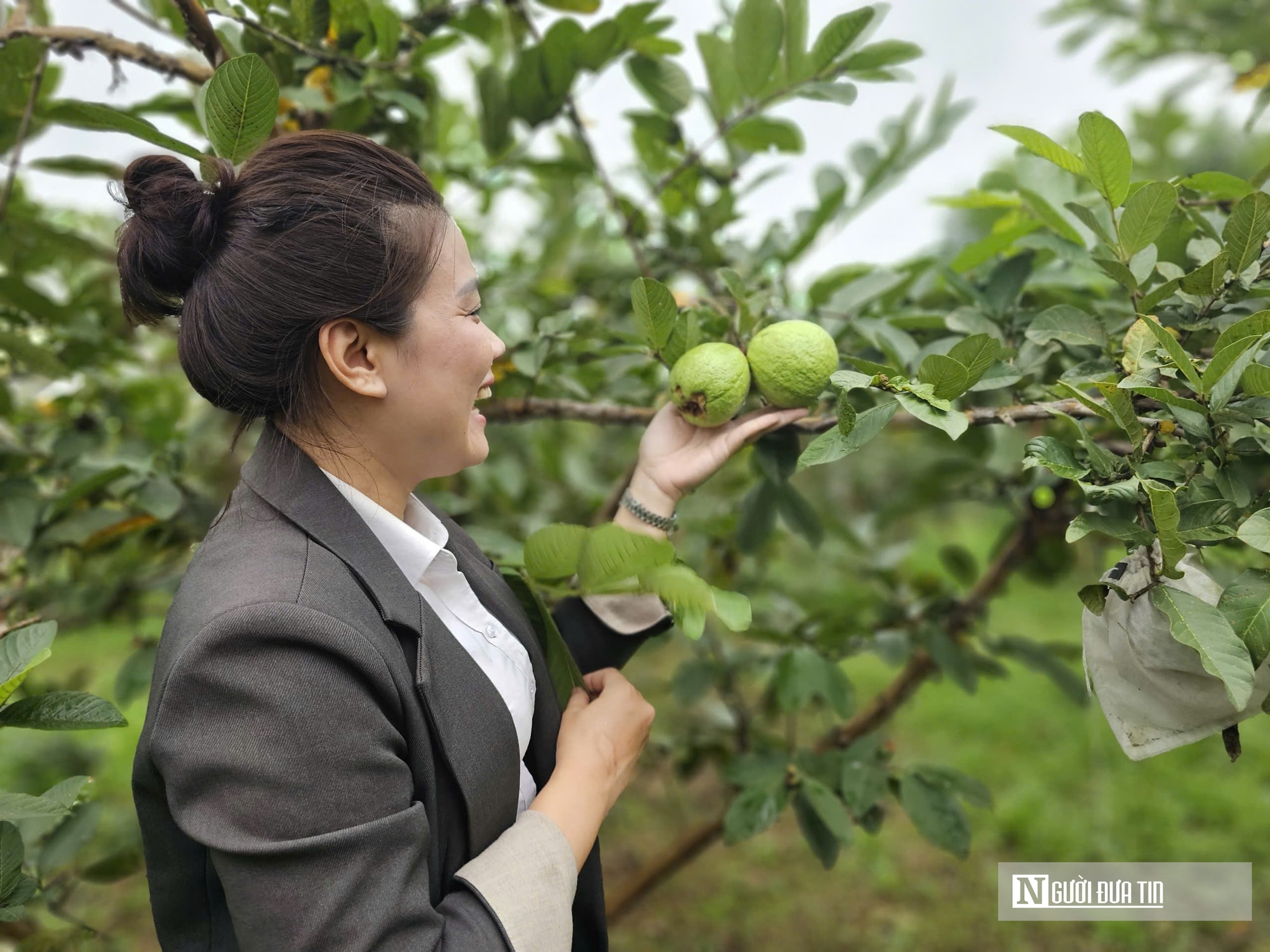 Kỹ sư bỏ việc lương cao ở nước ngoài, về trồng cây ăn quả nhiều VitaminC, phát triển chăn nuôi cho doanh thu tiền tỷ- Ảnh 10. Kỹ sư bỏ việc lương cao ở nước ngoài, về trồng cây ăn quả nhiều VitaminC, phát triển chăn nuôi cho doanh thu tiền tỷ- Ảnh 10.