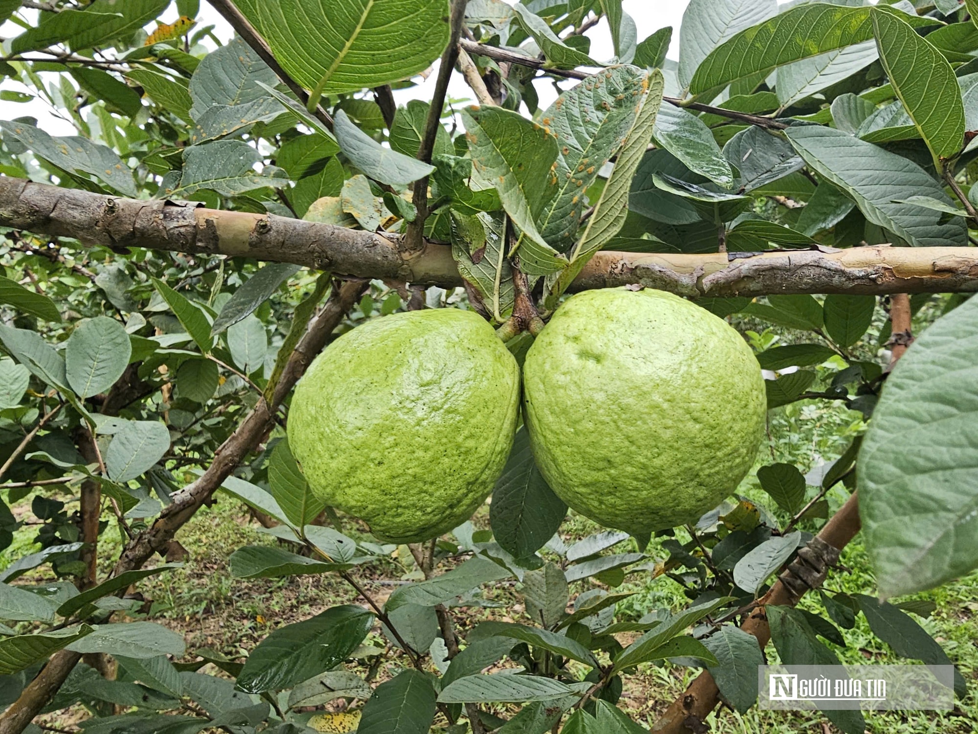 Kỹ sư bỏ việc lương cao ở nước ngoài, về trồng cây ăn quả nhiều VitaminC, phát triển chăn nuôi cho doanh thu tiền tỷ- Ảnh 11. Kỹ sư bỏ việc lương cao ở nước ngoài, về trồng cây ăn quả nhiều VitaminC, phát triển chăn nuôi cho doanh thu tiền tỷ- Ảnh 11.