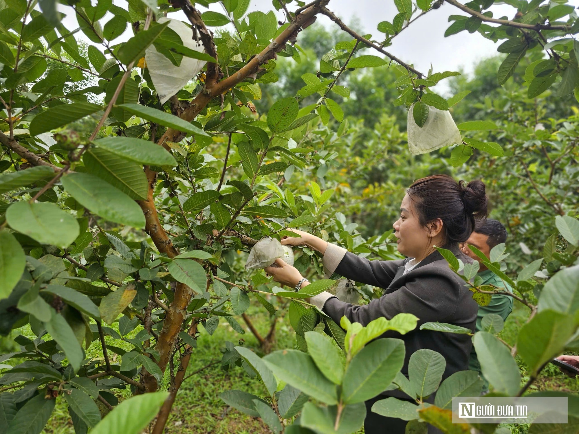 Kỹ sư bỏ việc lương cao ở nước ngoài, về trồng cây ăn quả nhiều VitaminC, phát triển chăn nuôi cho doanh thu tiền tỷ- Ảnh 17. Kỹ sư bỏ việc lương cao ở nước ngoài, về trồng cây ăn quả nhiều VitaminC, phát triển chăn nuôi cho doanh thu tiền tỷ- Ảnh 17.