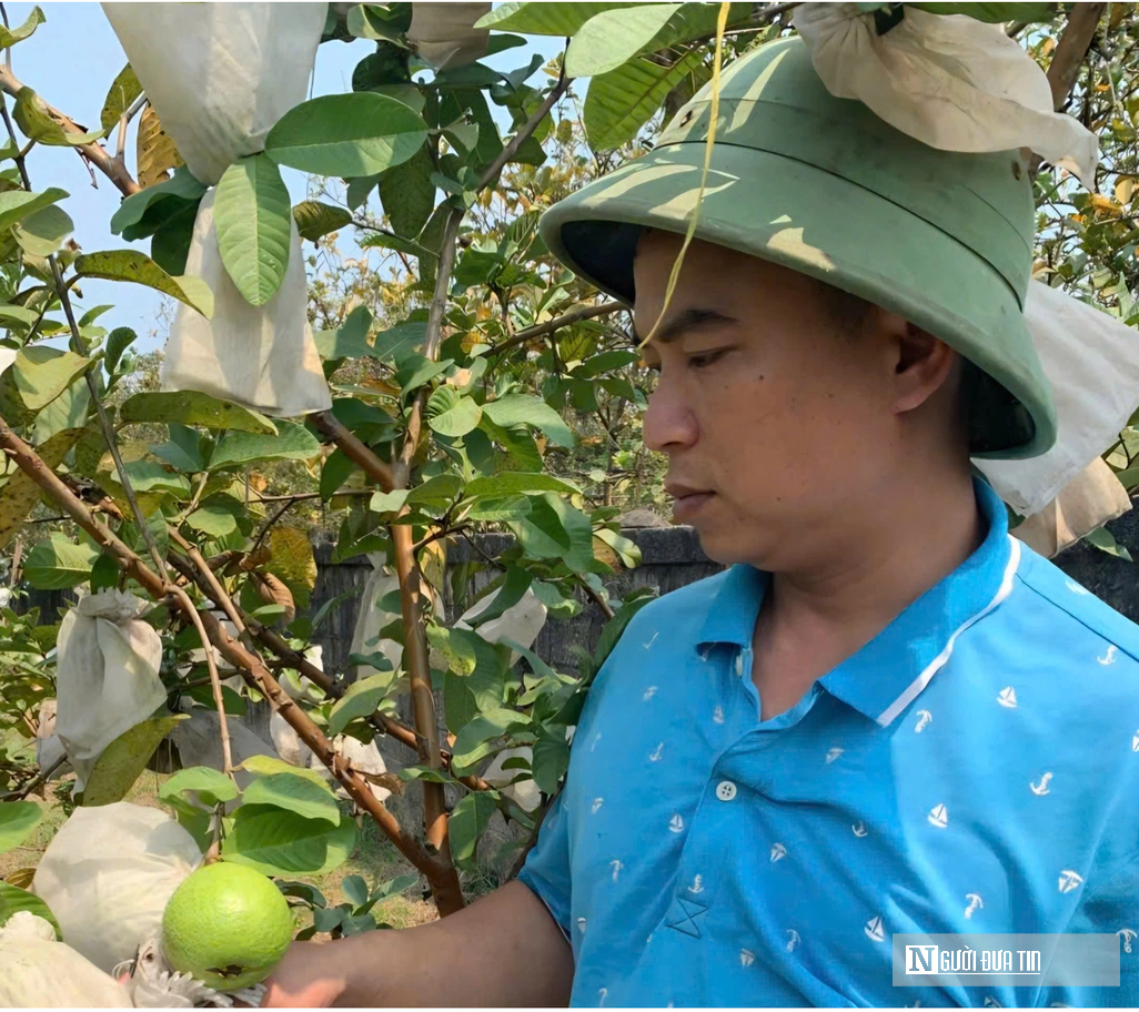 Kỹ sư bỏ việc lương cao ở nước ngoài, về trồng cây ăn quả nhiều VitaminC, phát triển chăn nuôi cho doanh thu tiền tỷ- Ảnh 3. Kỹ sư bỏ việc lương cao ở nước ngoài, về trồng cây ăn quả nhiều VitaminC, phát triển chăn nuôi cho doanh thu tiền tỷ- Ảnh 3.