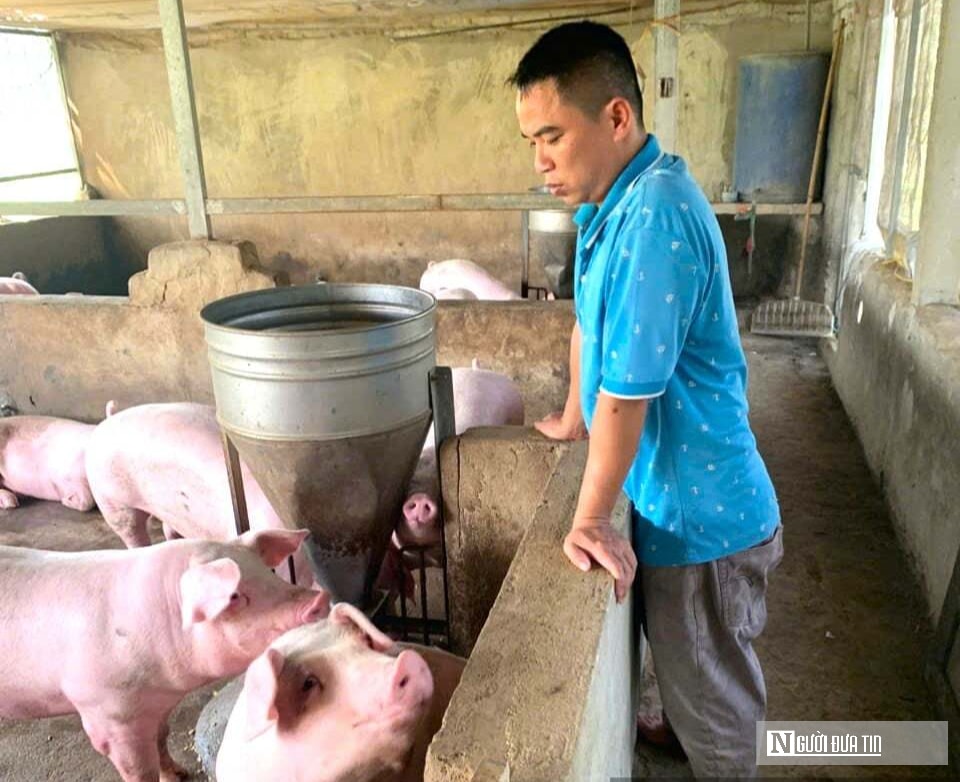 Kỹ sư bỏ việc lương cao ở nước ngoài, về trồng cây ăn quả nhiều VitaminC, phát triển chăn nuôi cho doanh thu tiền tỷ- Ảnh 13. Kỹ sư bỏ việc lương cao ở nước ngoài, về trồng cây ăn quả nhiều VitaminC, phát triển chăn nuôi cho doanh thu tiền tỷ- Ảnh 13.