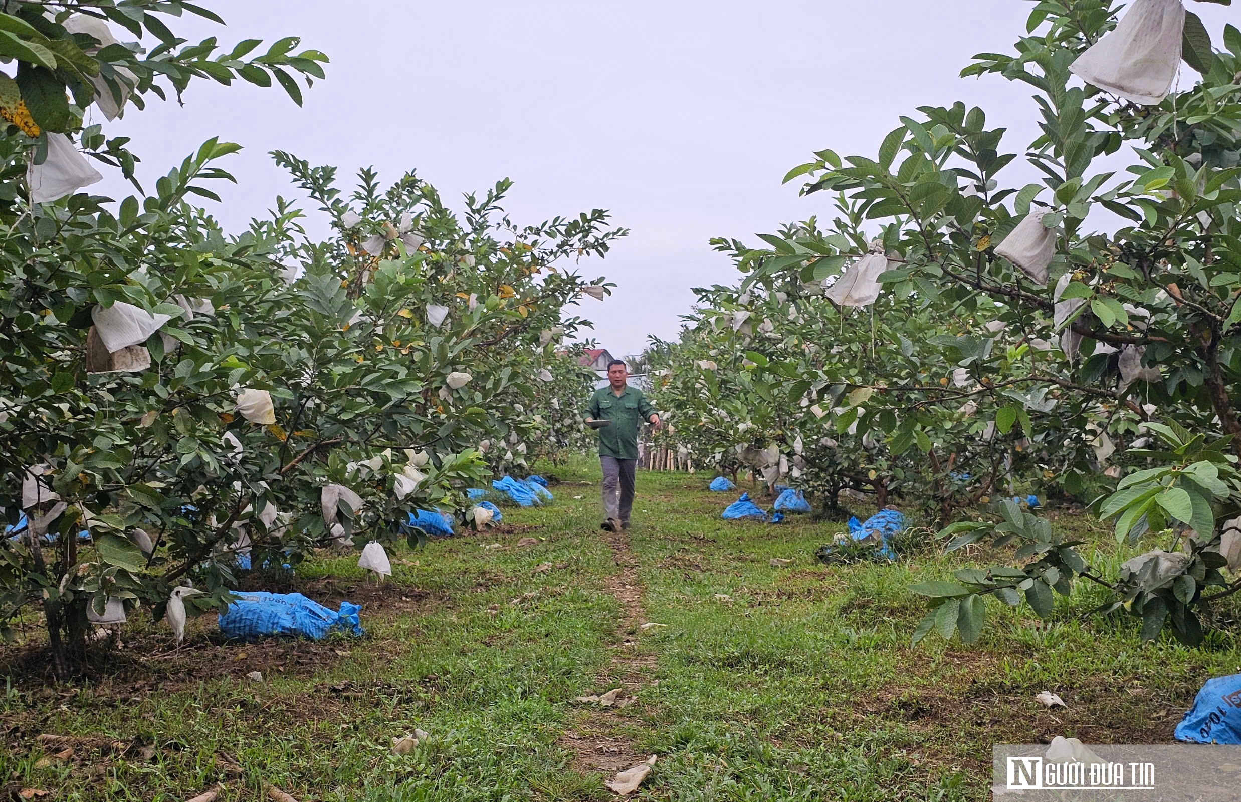 Kỹ sư bỏ việc lương cao ở nước ngoài, về trồng cây ăn quả nhiều VitaminC, phát triển chăn nuôi cho doanh thu tiền tỷ- Ảnh 1. Kỹ sư bỏ việc lương cao ở nước ngoài, về trồng cây ăn quả nhiều VitaminC, phát triển chăn nuôi cho doanh thu tiền tỷ- Ảnh 1.