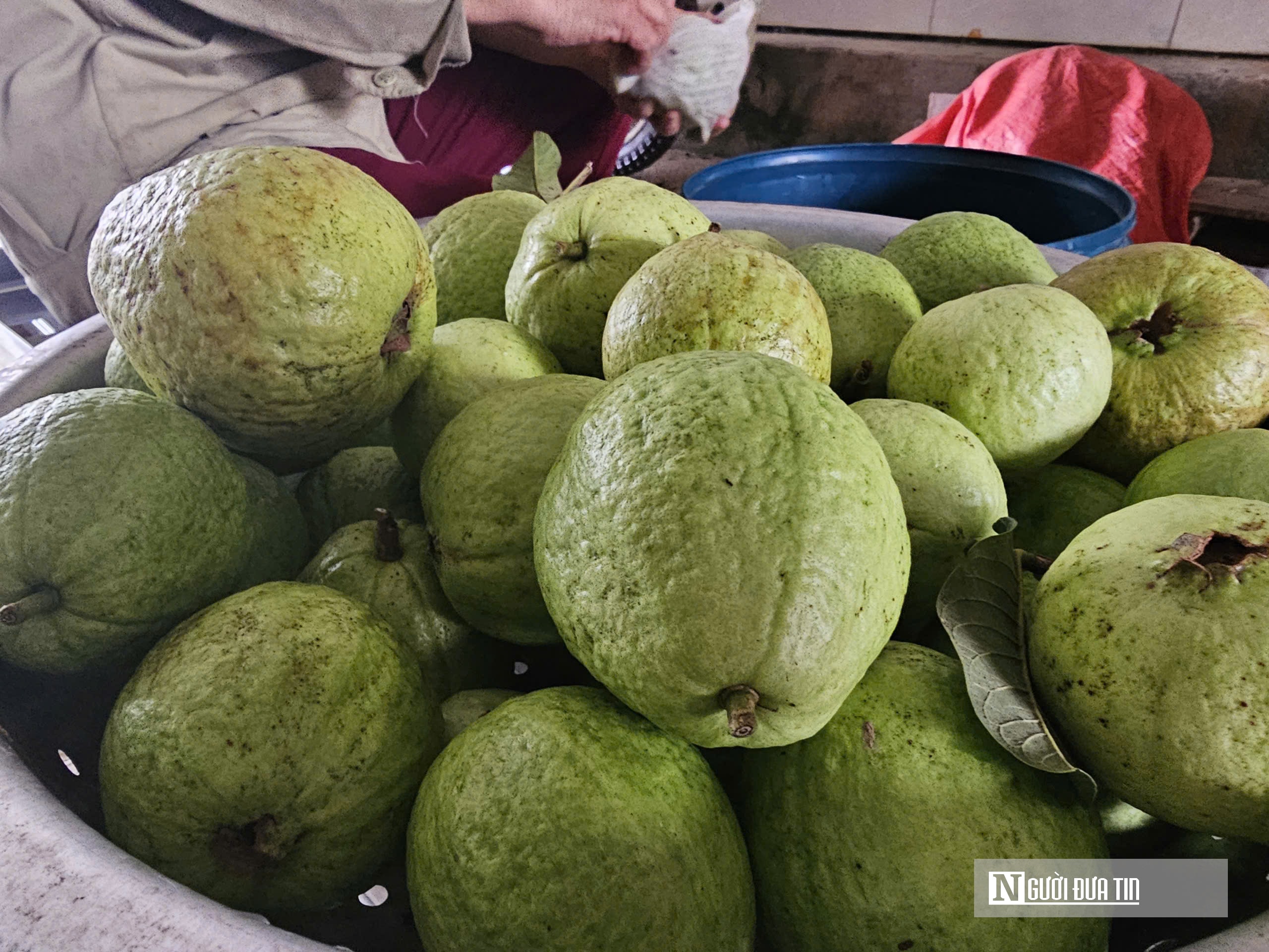 Kỹ sư bỏ việc lương cao ở nước ngoài, về trồng cây ăn quả nhiều VitaminC, phát triển chăn nuôi cho doanh thu tiền tỷ- Ảnh 12. Kỹ sư bỏ việc lương cao ở nước ngoài, về trồng cây ăn quả nhiều VitaminC, phát triển chăn nuôi cho doanh thu tiền tỷ- Ảnh 12.