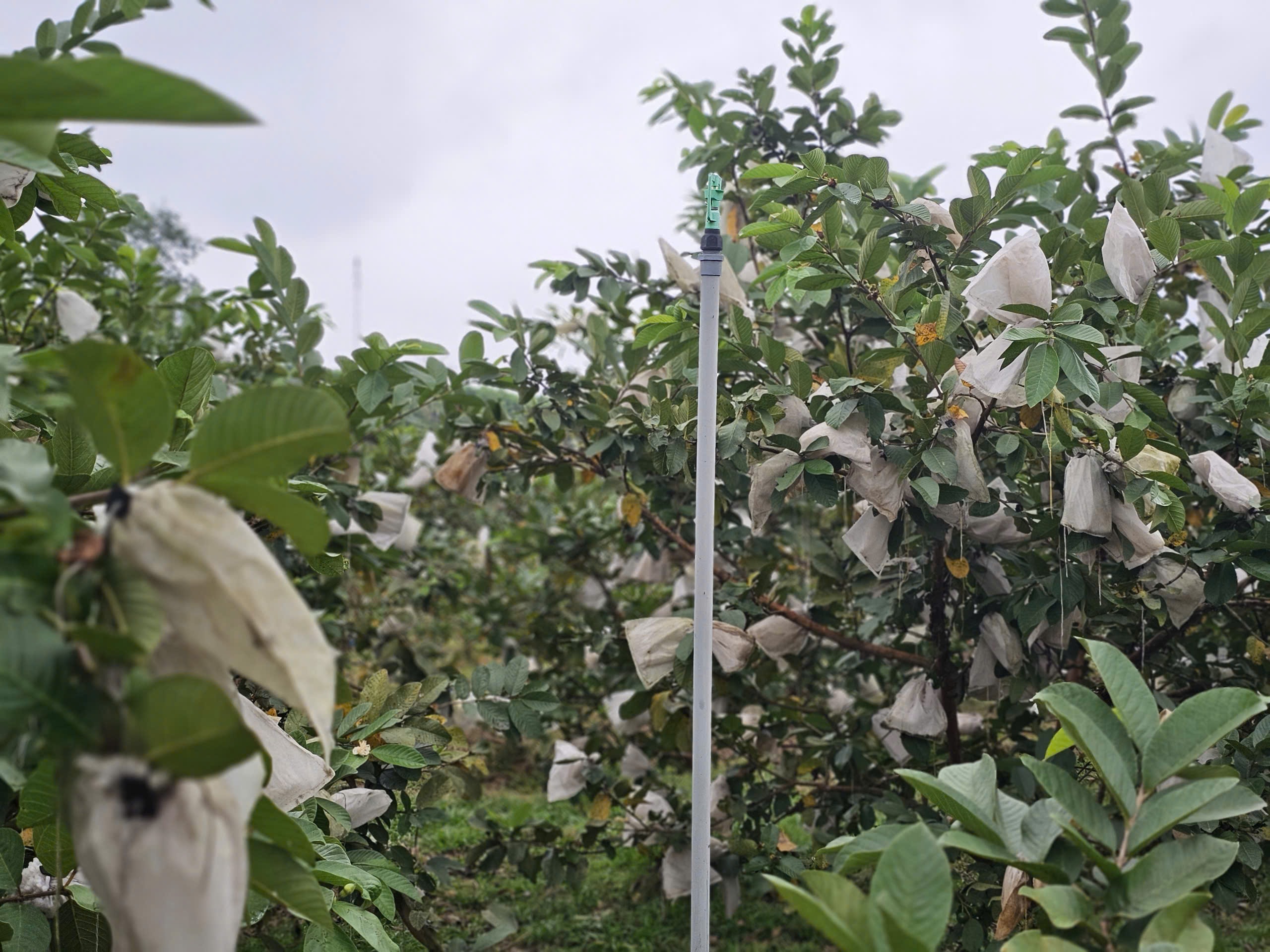 Kỹ sư bỏ việc lương cao ở nước ngoài, về trồng cây ăn quả nhiều VitaminC, phát triển chăn nuôi cho doanh thu tiền tỷ- Ảnh 9. Kỹ sư bỏ việc lương cao ở nước ngoài, về trồng cây ăn quả nhiều VitaminC, phát triển chăn nuôi cho doanh thu tiền tỷ- Ảnh 9.