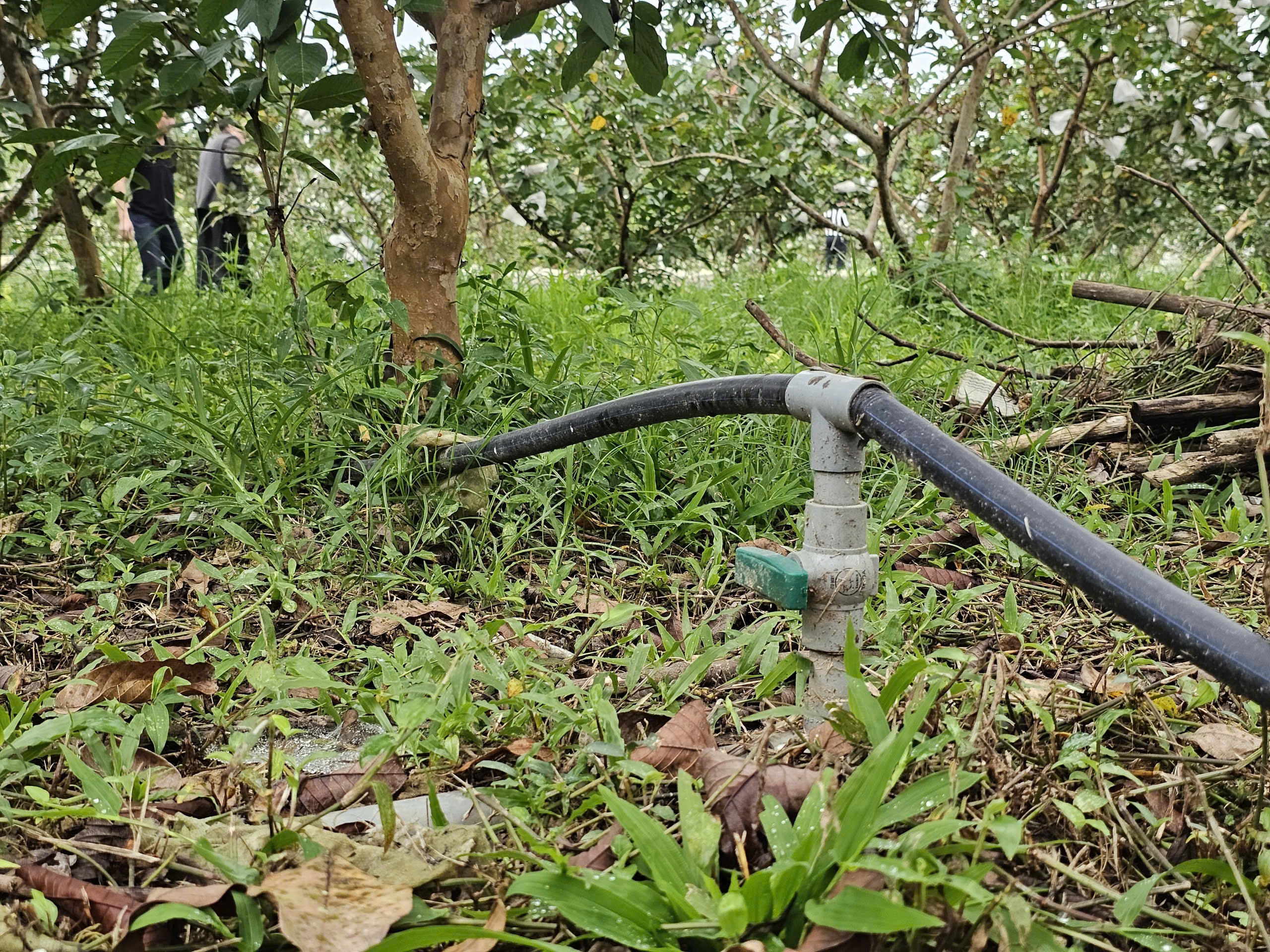 Kỹ sư bỏ việc lương cao ở nước ngoài, về trồng cây ăn quả nhiều VitaminC, phát triển chăn nuôi cho doanh thu tiền tỷ- Ảnh 7. Kỹ sư bỏ việc lương cao ở nước ngoài, về trồng cây ăn quả nhiều VitaminC, phát triển chăn nuôi cho doanh thu tiền tỷ- Ảnh 7.