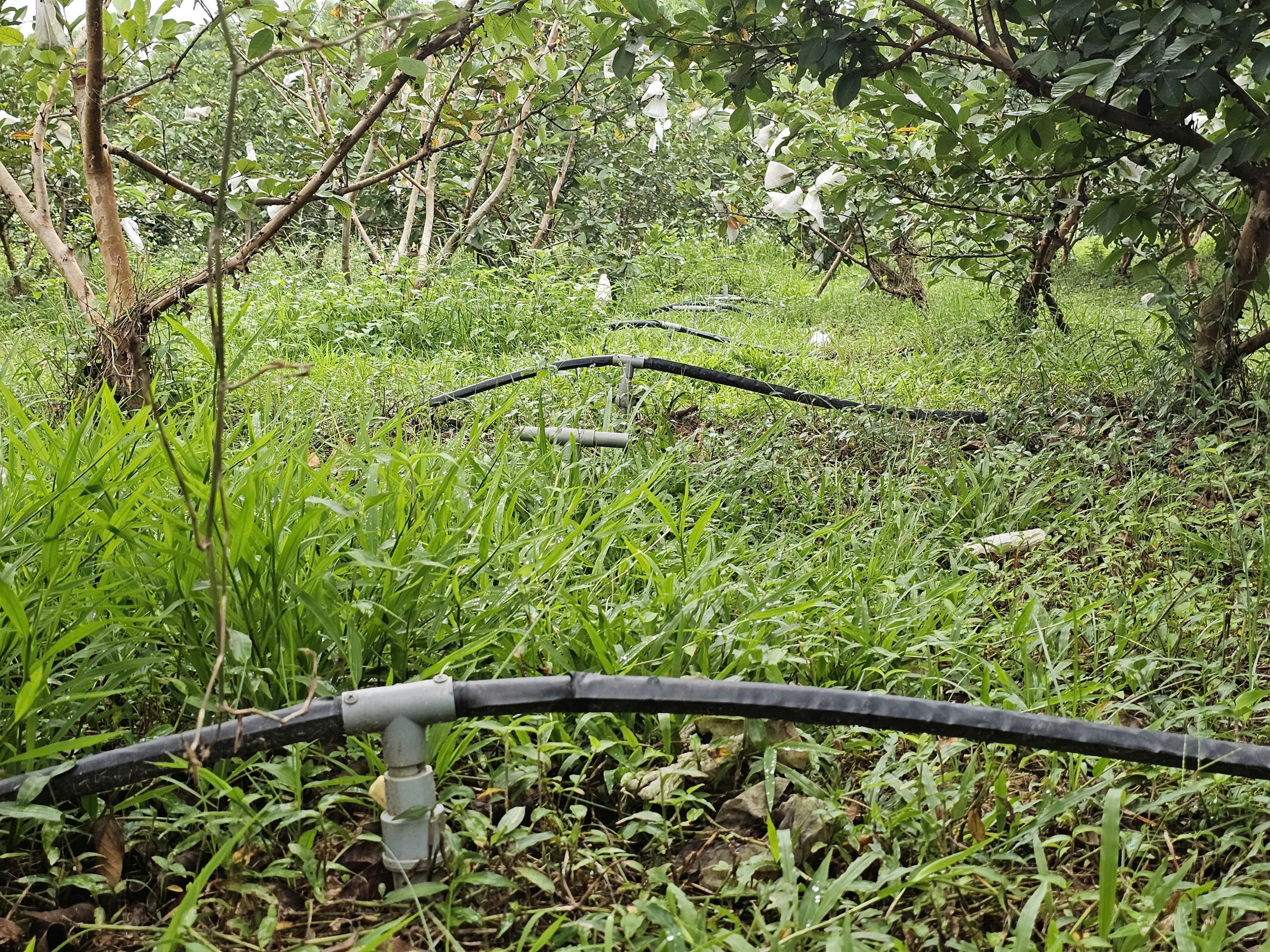 Kỹ sư bỏ việc lương cao ở nước ngoài, về trồng cây ăn quả nhiều VitaminC, phát triển chăn nuôi cho doanh thu tiền tỷ- Ảnh 8. Kỹ sư bỏ việc lương cao ở nước ngoài, về trồng cây ăn quả nhiều VitaminC, phát triển chăn nuôi cho doanh thu tiền tỷ- Ảnh 8.