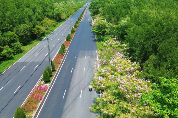 Hoa kèn hồng, hoa giấy bung nở trên đường Rừng Sác, tháng 3/2026. Ảnh: Kha Thiên Lộc